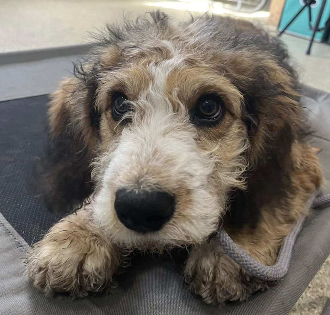 Flynn