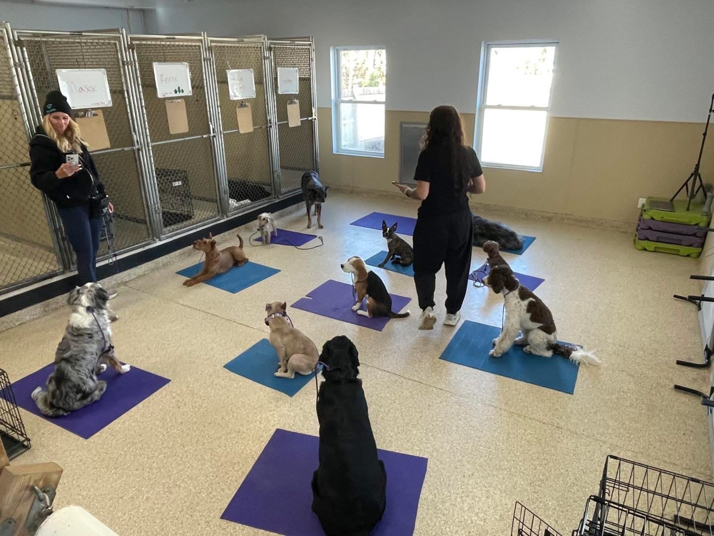 P4P Pup Academy